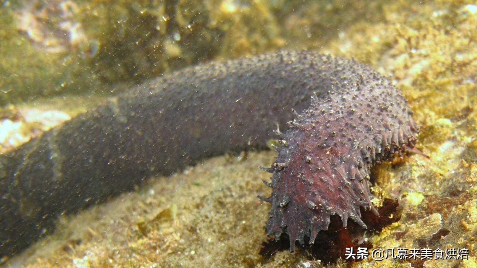 海参有多少种品种科普,海参品种齐全多种多样