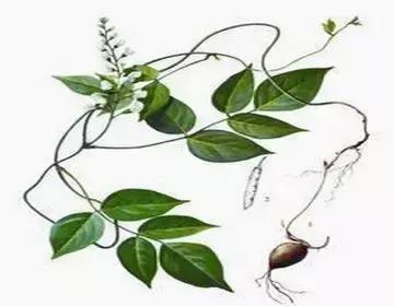 整合——28种青草药,赶快收藏备用!