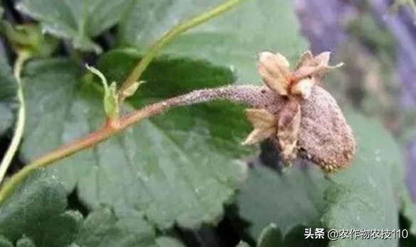 草莓青果发红是什么病害,草莓红杆病害图片大全