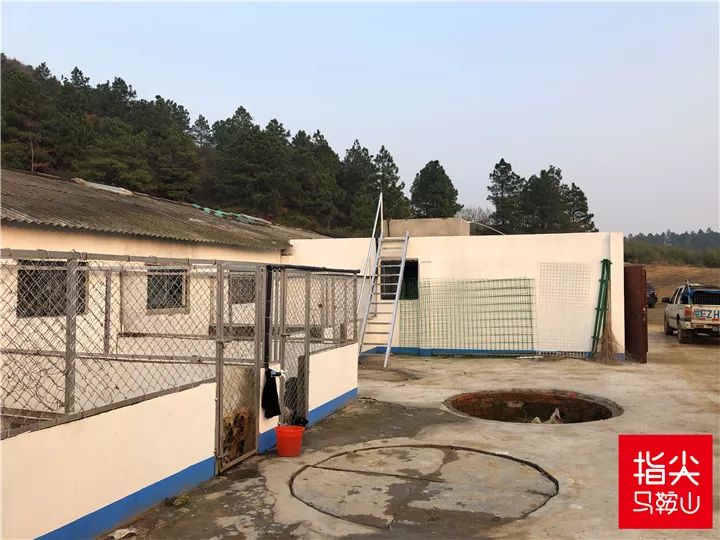 马鞍山流浪狗救助中心在哪里,曝光流浪狗救助真相