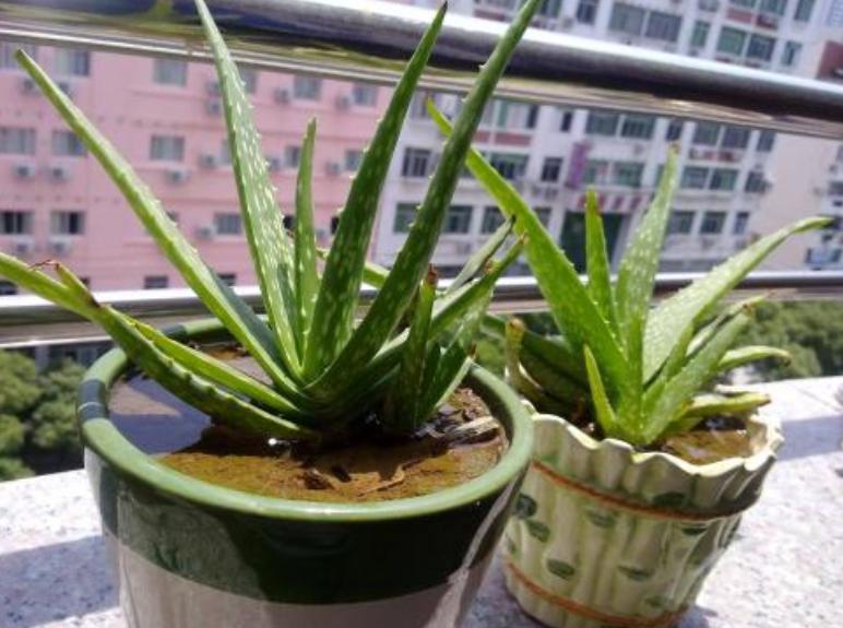 芦荟黄叶了能修剪吗,芦荟黄叶缺什么