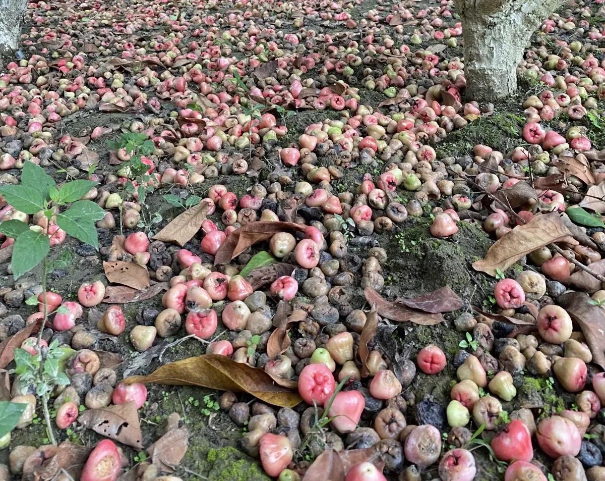 瑞丽一寨两国真实感受,瑞丽一寨两国水井