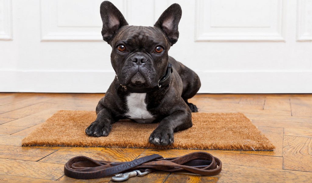 法国斗牛犬品种简介,狗狗品种法国斗牛犬