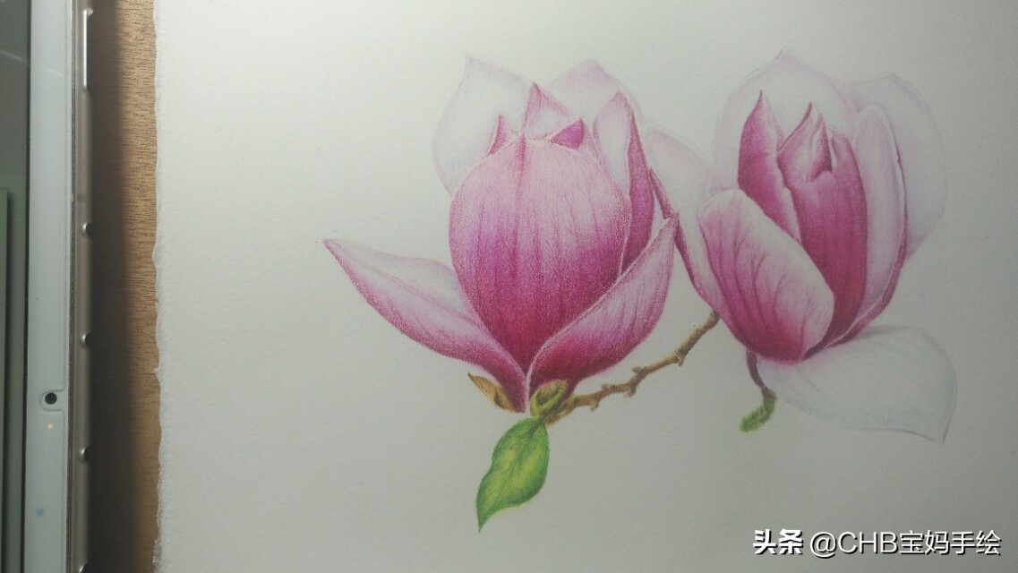 玉兰彩铅画教程图解,零基础彩铅画入门教程桃花