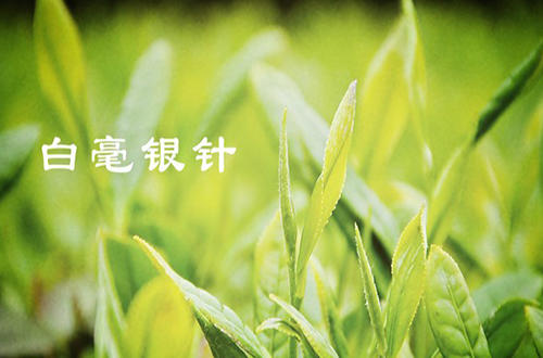 精选名茶白毫银针,白毫银针的历史起源和传说