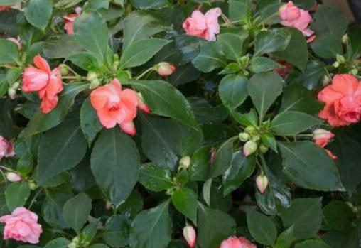 玻璃翠花怎么养才能开花多,玻璃翠开花发现黄叶子还掉