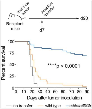 car-t细胞免疫疗法最新价格,中国首个car-t细胞疗法获批