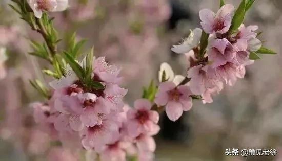 南阳赏花最佳地点,南阳春天赏花的地方有哪些推荐