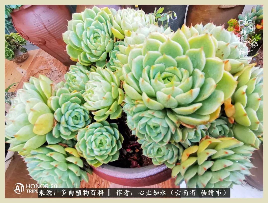 感谢陪伴感恩所有的遇见,让每个人都能感受到多肉的美好