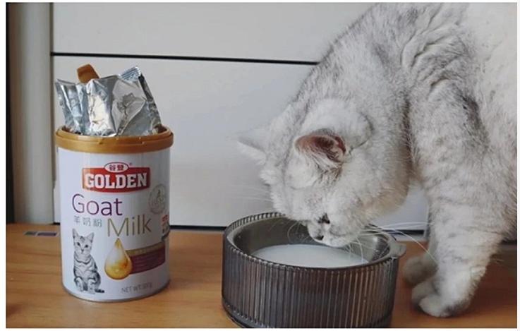 猫咪每天舔主人手指,猫咪给正在上厕所的猫咪舔毛