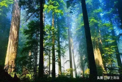 金山银山不如绿水青山植树活动,幼儿园绿水青山就是金山银山