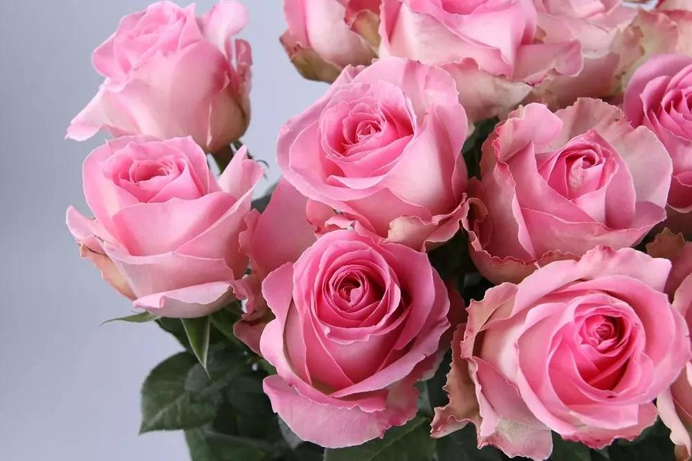 花店必备的5款玫瑰,花店常用的10款玫瑰花是哪些品种