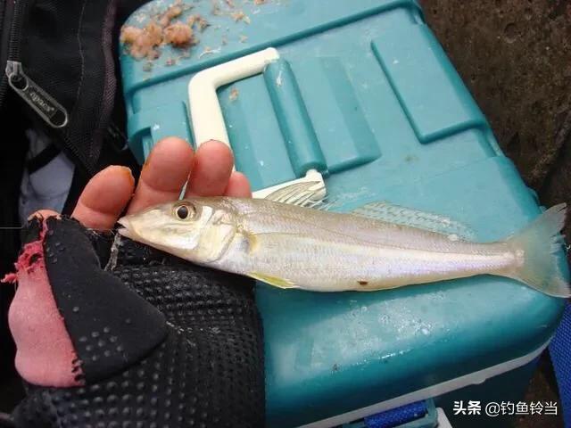 沙尖鱼怎么筏钓,沙尖鱼的正确钓法教学