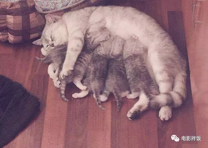 新手养猫注意事项以及幼猫到新家,新手养猫养什么猫又便宜又好养