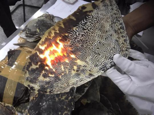 有趣的海龟是怎么样的,海龟特点与有趣之处