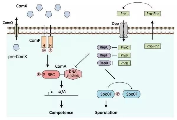 手把手教你如何投稿sci论文图片,科研学术论文绘图教程
