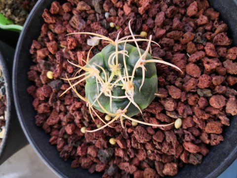 十个仙人球,最新30个仙人球品种