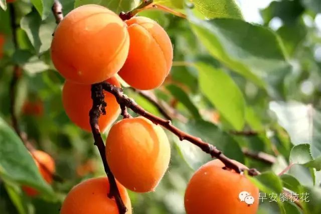 好吃的攀枝花当季新鲜水果 (攀枝花这两天特色水果)