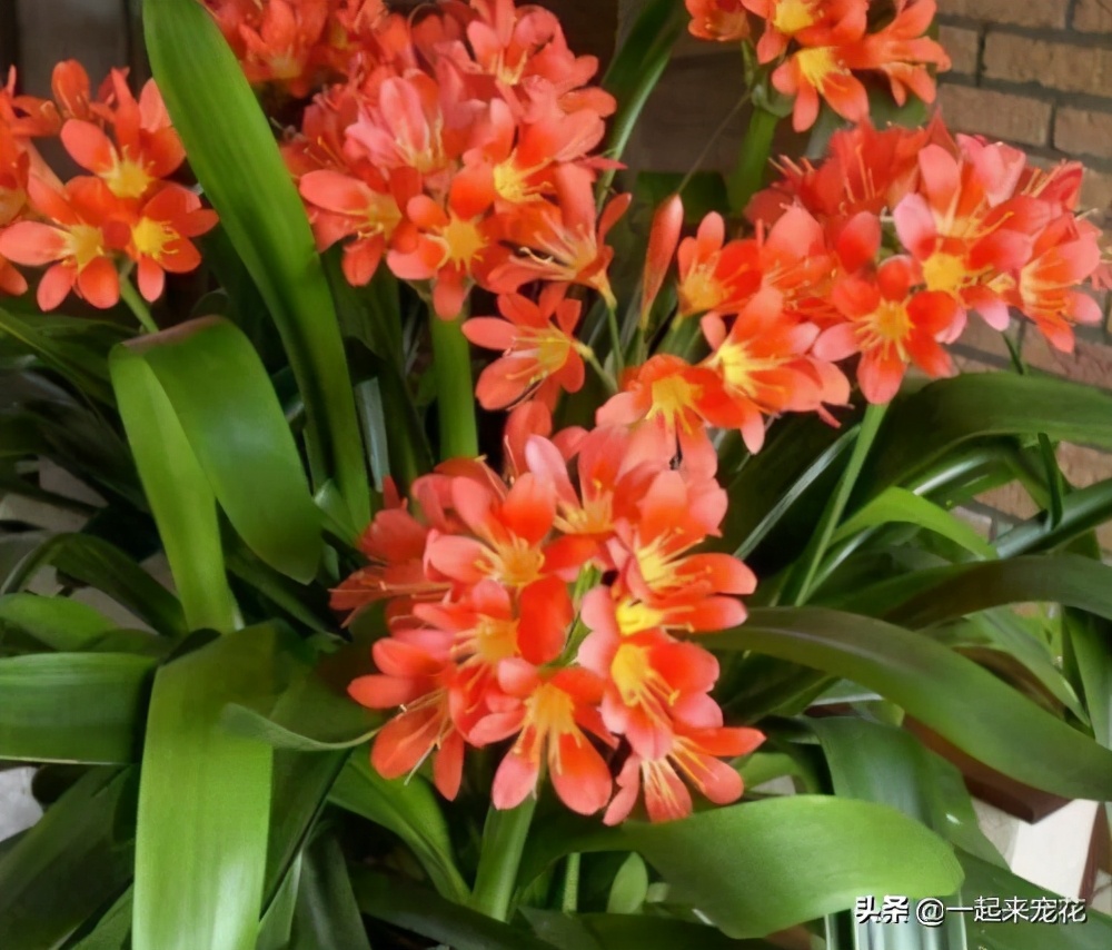 给君子兰换盆盆底加黑黄豆好不好,换盆君子兰盆底放什么好