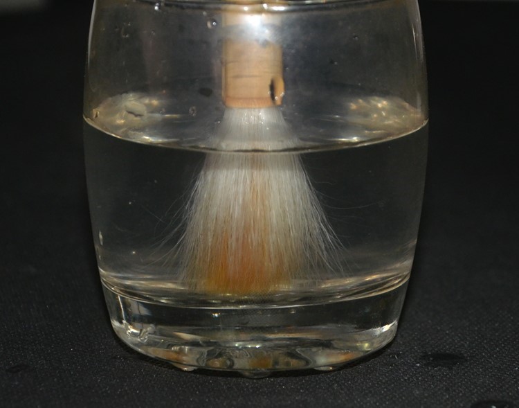 毛笔没用几天就坏了？延长毛笔寿命，跟我一起这样做