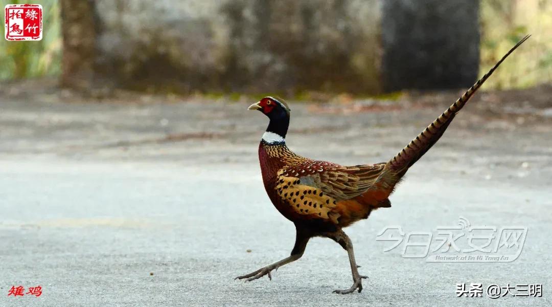 中国绿都最氧三明湿地公园,中国绿都最氧三明宁化