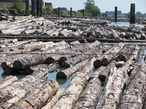 老木匠是说的什么,老木匠特点