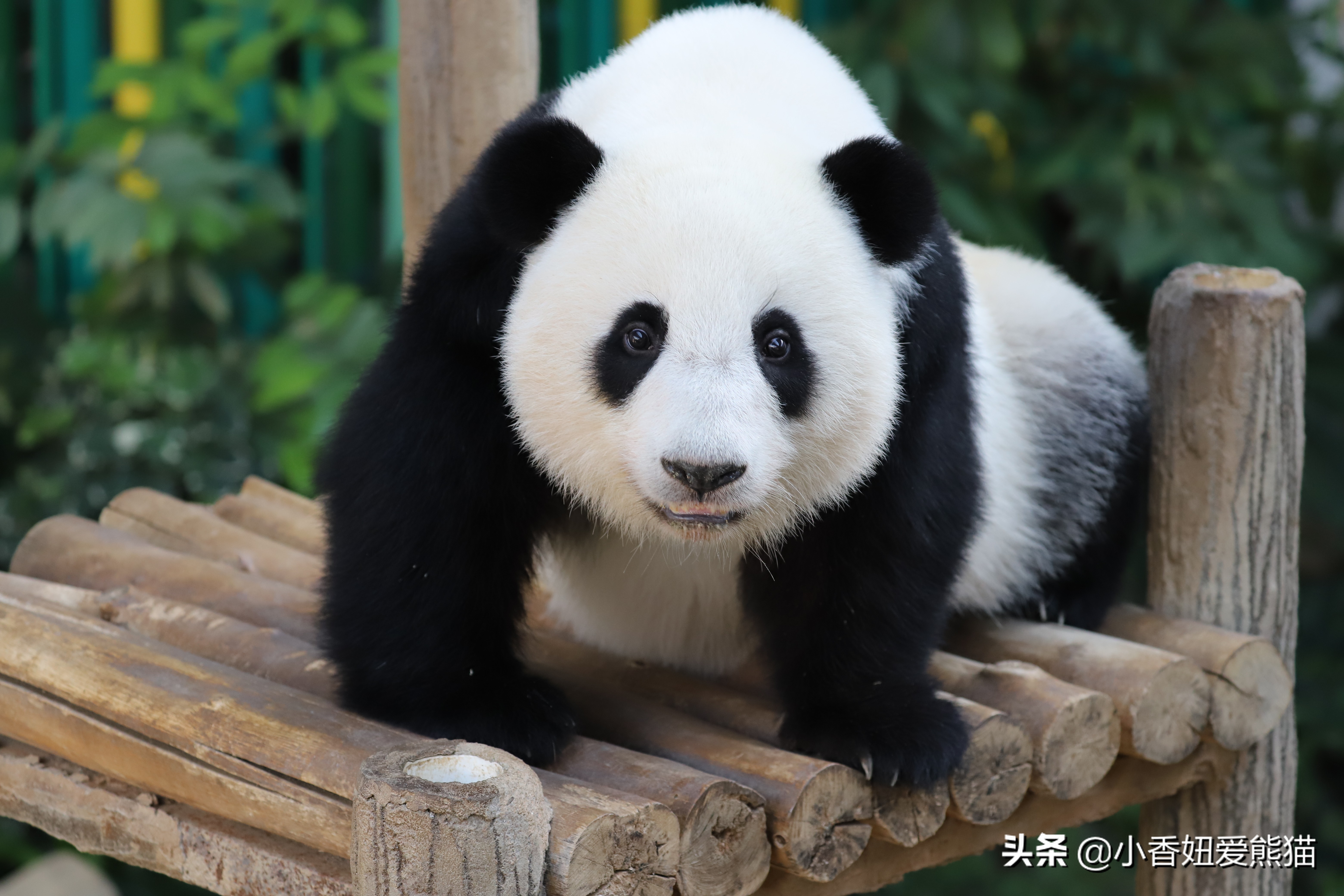 熊猫谊谊出生,马来西亚熊猫谊谊视频