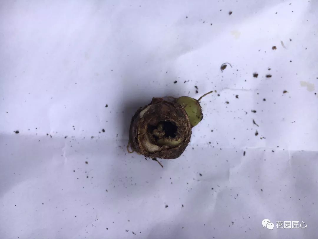 球根种植时间和方法,球根的养殖方法和注意事项