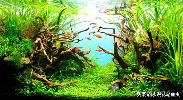 水草基本种植法,生态缸水草种植