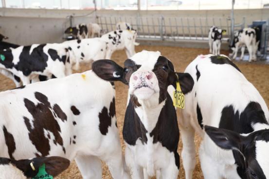 多平台联动引爆全网，“2019澳牧约你游澳洲”圆满收官