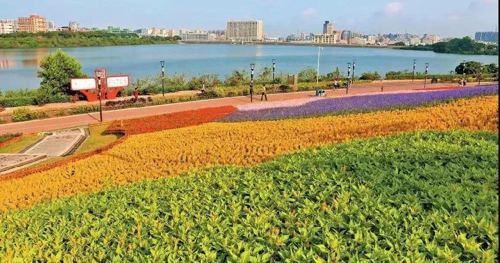 深圳5月哪里有花海看,深圳五一哪里可以看花海