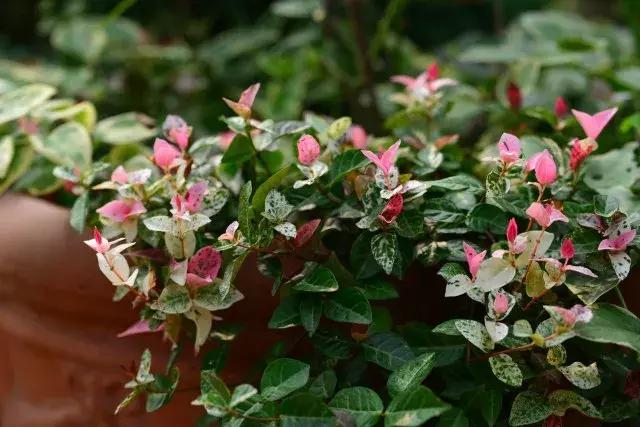 家庭棒棒糖花束制作教程,家庭园艺的制作方法