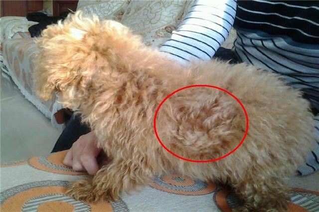 在狗狗洗澡时可以用人的洗发露吗,为狗洗澡