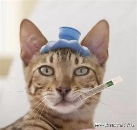 猫突然打了个喷嚏是怎么回事,猫怎么突然打了个喷嚏