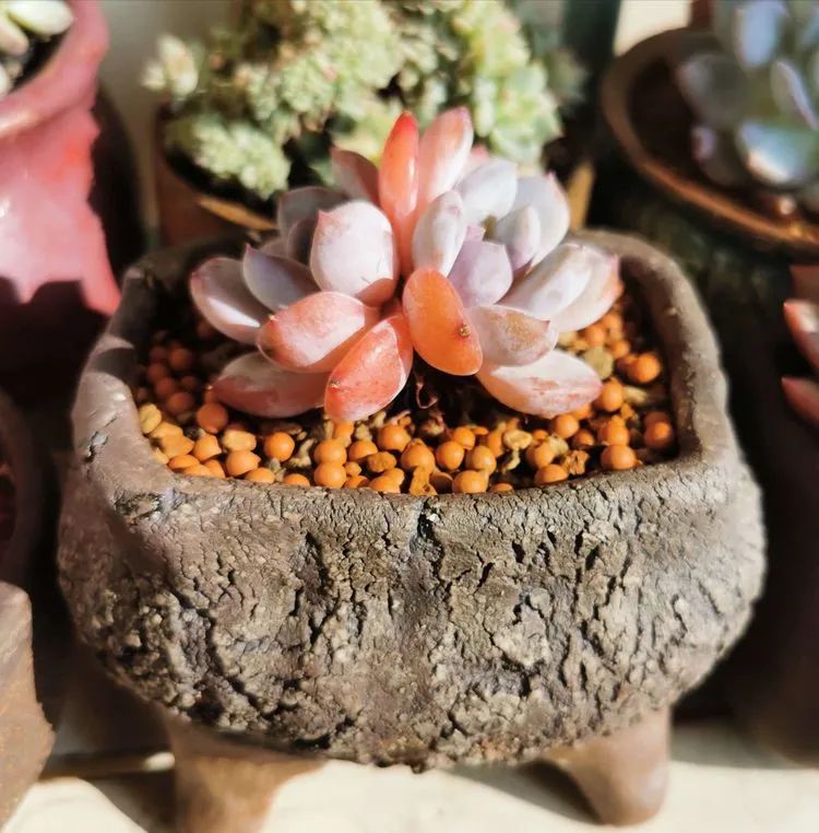 养多肉的人生感悟,人生如同养花