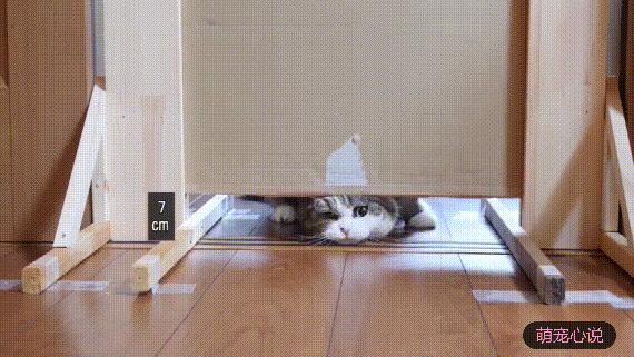 猫到底是不是用液体做的,猫咪到底是固体还是液体呢