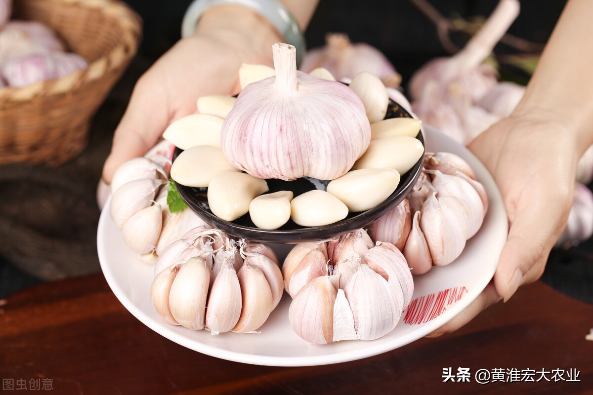 哪个国家大蒜最好,全球大蒜最多的地方是哪里