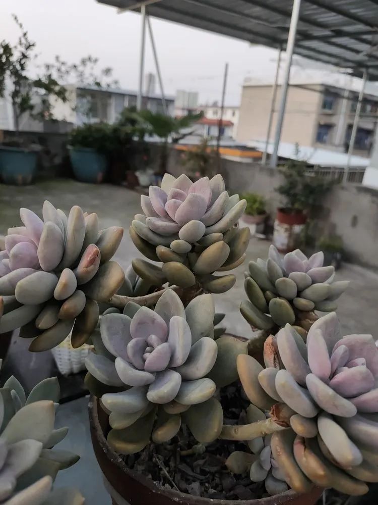 疫情期间在家欣赏多肉,疫情期间被多肉治愈