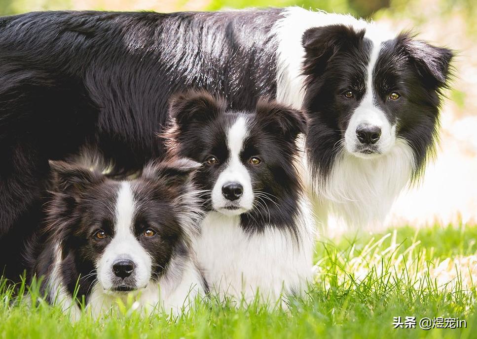 边牧总把粪便放盆里,边牧的排泄物里面有粘液