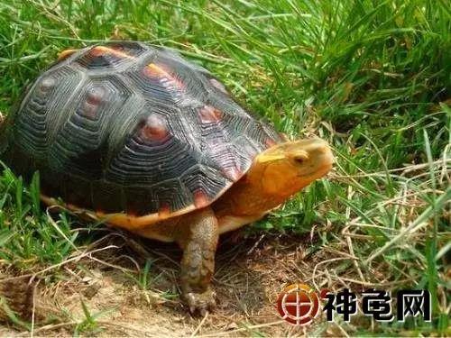 黄缘闭壳龟为什么犯法,黄缘闭壳龟歪头病