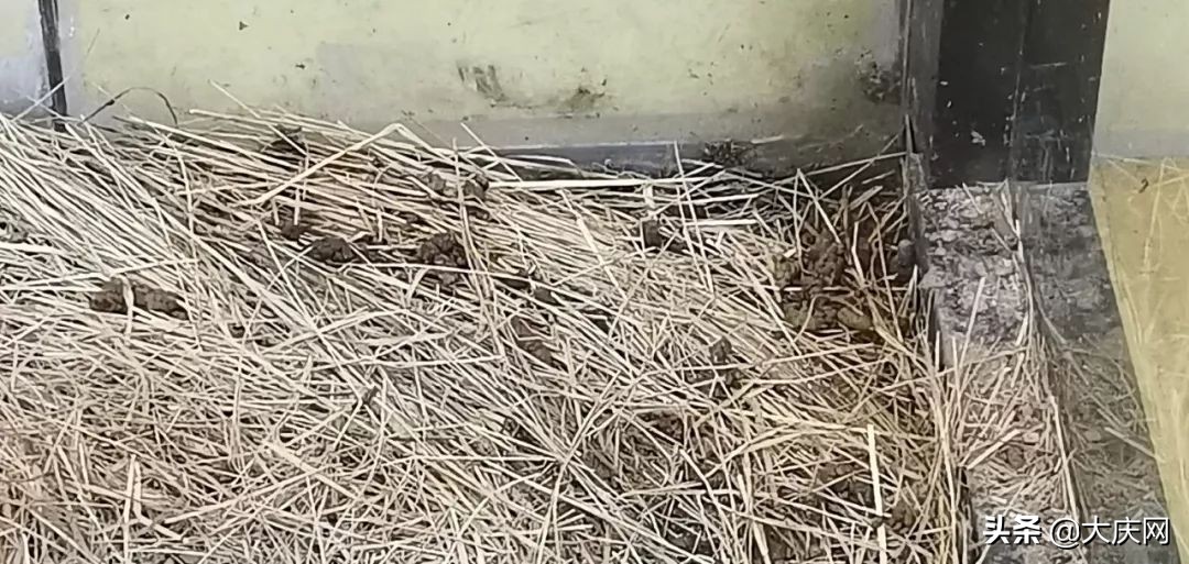 受伤，断趾，一股恶心味儿……哈尔滨竟存在这样一个动物园，看完扎心了