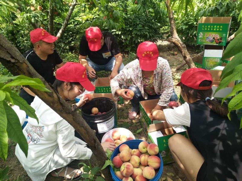党建引领助力村民走上致富路,马集镇抓党建促脱贫攻坚
