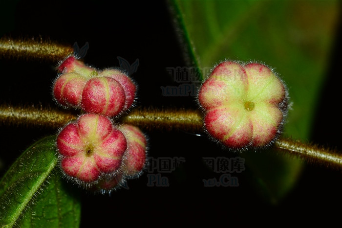 漆大姑，见过吗？叶外用治生漆过敏、水田皮炎、皮肤搔痒、湿疹