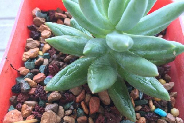 多肉千佛手叶片发蔫？这4种情况都有可能导致，看看如何解决！