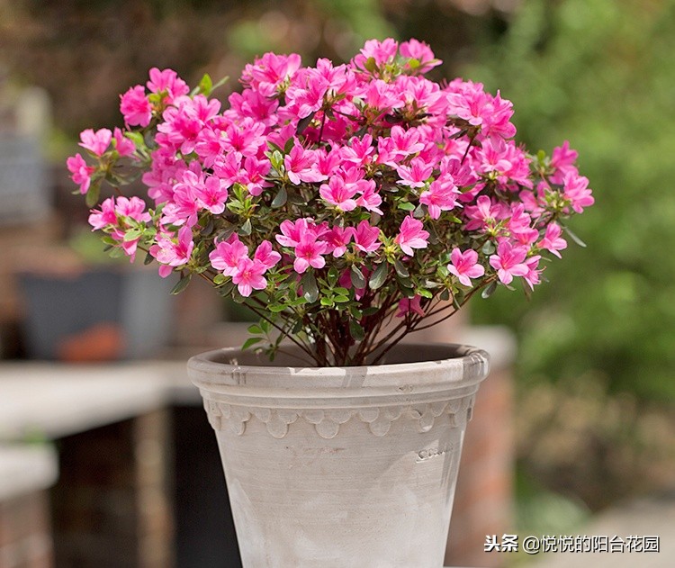 除甲醛最好办法是绿萝吗,吸甲醛效果最好的却不是绿萝