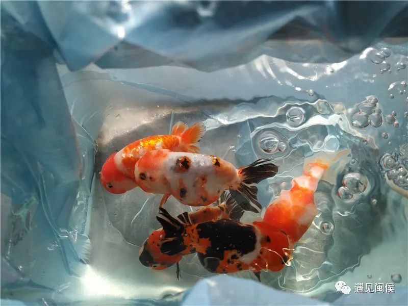 美得“惊动”中央媒体？说的是闽侯这个招牌