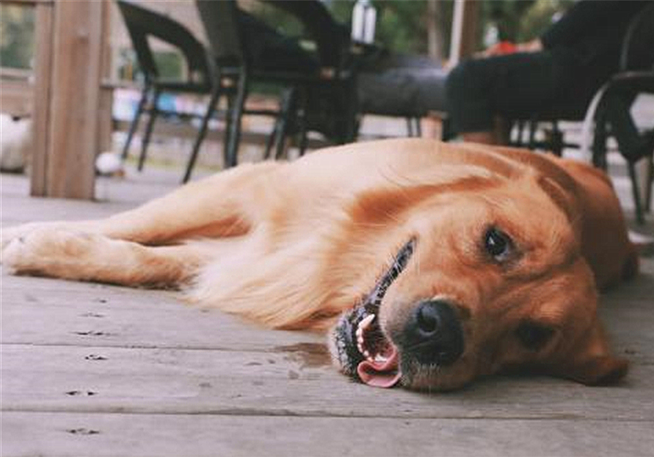 狗狗叛逆期护食,狗狗攻击性最佳矫正方法