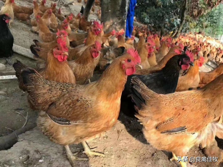 鸡子呼吸道感染是什么引起的,鸡曲霉菌病的症状及治疗