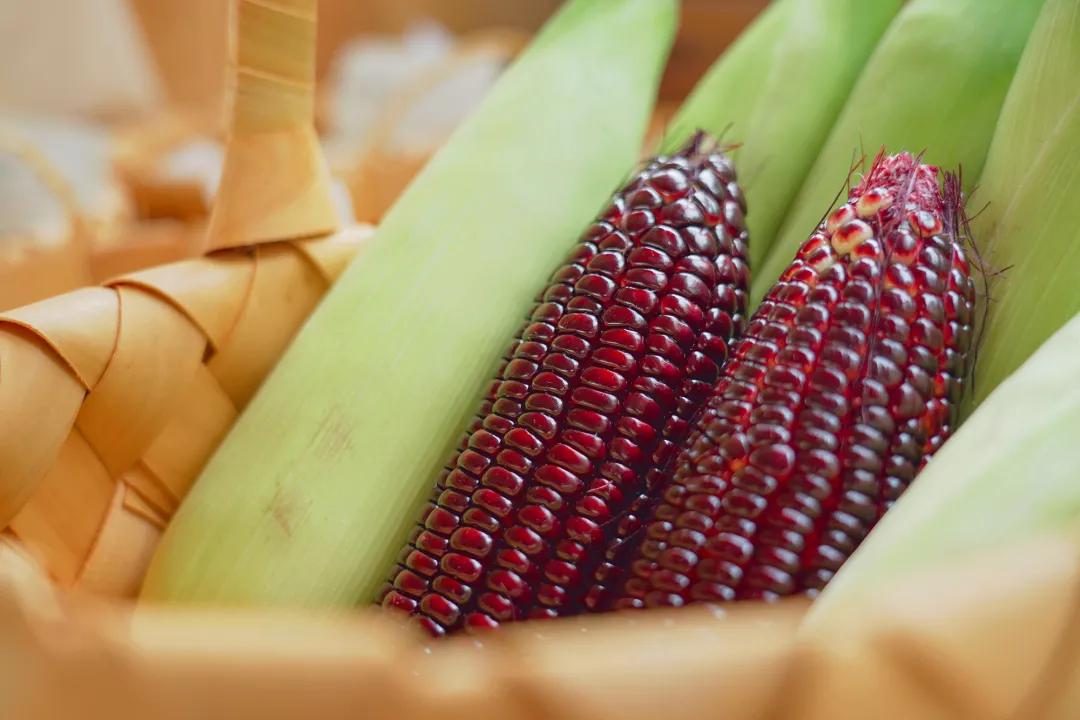 甜玉米新货上市,超级甜糯玉米新品种