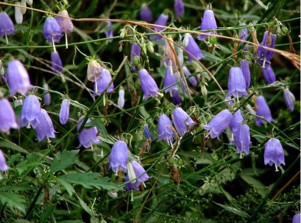 沙参开花了,沙参开花白色